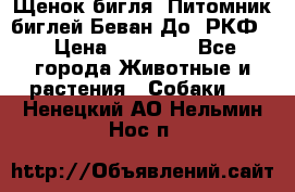 Щенок бигля. Питомник биглей Беван-До (РКФ) › Цена ­ 20 000 - Все города Животные и растения » Собаки   . Ненецкий АО,Нельмин Нос п.